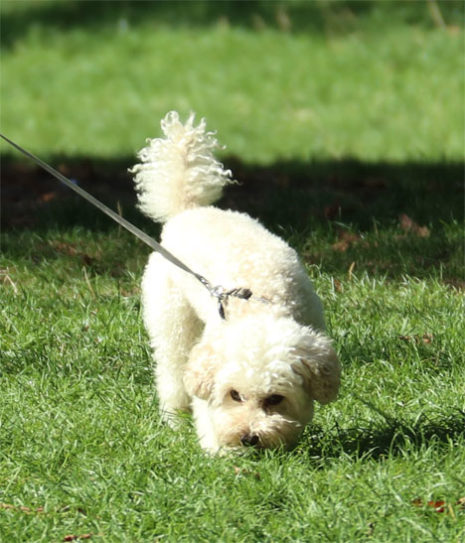 Dogs in Paris