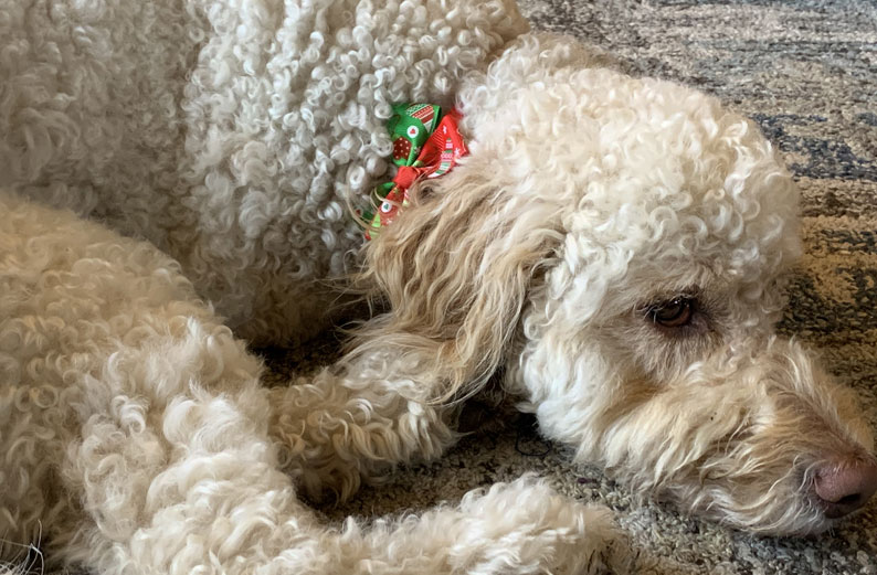 Festive dog resting